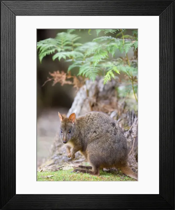 Framed Print : Tasmanian Pademelon - adult sitting on its hind legs beneath the leaves of a fern in lush temperate rainforest - Mount Field National Park, Tasmania, Australia Framed Print : Tasmanian Pademelon - adult sitting on its hind legs beneath the leaves of a fern in lush temperate rainforest - Mount Field National Park, Tasmania, Australia