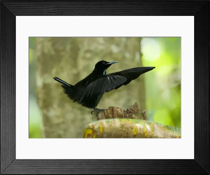 Framed Print : Victoria's Riflebird - adult male displaying wildly in the hopes to attract females. It has its wings widely spread to clap them over its head and dance - Wooroonooran National Park, Wet Tropics World Heritage Area, Queensland, Australia Framed Print : Victoria's Riflebird - adult male displaying wildly in the hopes to attract females. It has its wings widely spread to clap them over its head and dance - Wooroonooran National Park, Wet Tropics World Heritage Area, Queensland, Australia