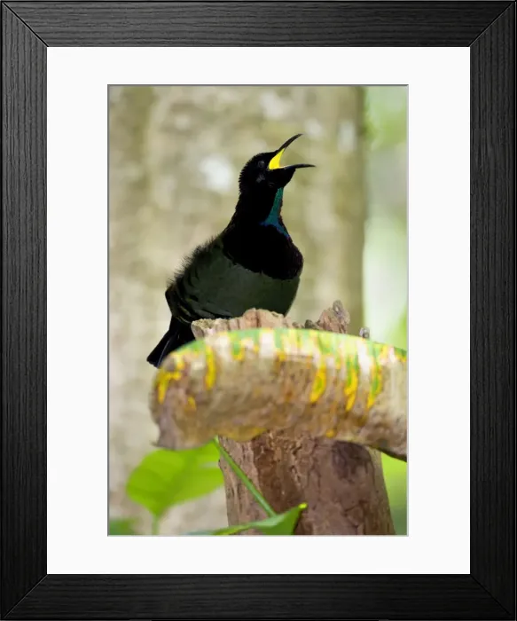 Framed Print : Victoria's Riflebird - adult male calls out in the hopes to attract females. He soon will start another beautiful display to convince the female sex that they should mate with him - Wooroonooran National Park, Wet Tropics World Heritage Area Framed Print : Victoria's Riflebird - adult male calls out in the hopes to attract females. He soon will start another beautiful display to convince the female sex that they should mate with him - Wooroonooran National Park, Wet Tropics World Heritage Area