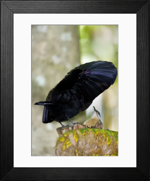 Framed Print : Victoria's Riflebird - adult male displaying wildly to convince the present female that he is the right man. It calls out and has its wings widely spread to clap them over its head and dance - Wooroonooran National Park Framed Print : Victoria's Riflebird - adult male displaying wildly to convince the present female that he is the right man. It calls out and has its wings widely spread to clap them over its head and dance - Wooroonooran National Park