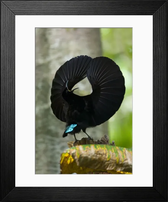 Framed Print : Victoria's Riflebird - adult male displaying wildly in the hopes to attract females. It calls out and has its wings widely spread to clap them over its head and dance - Wooroonooran National Park, Wet Tropics World Heritage Area, Queensland