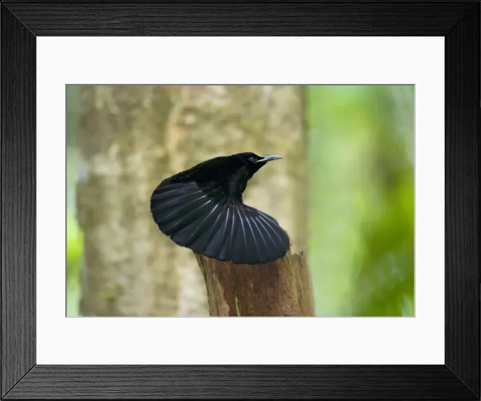 Framed Print : Victoria's Riflebird - adult male displaying wildly in the hopes to attract females. It has its wings widely spread to clap them over its head and dance - Wooroonooran National Park, Wet Tropics World Heritage Area, Queensland, Australia