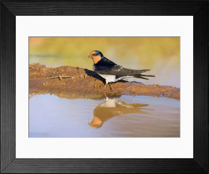 Framed Print : Welcome Swallow - side view of an adult gathering clay at a rainpuddle in early morning light. The bird's reflection is perfectly mirrored in the calm water's surface - New England National Park, New South Wales, Australia Framed Print : Welcome Swallow - side view of an adult gathering clay at a rainpuddle in early morning light. The bird's reflection is perfectly mirrored in the calm water's surface - New England National Park, New South Wales, Australia
