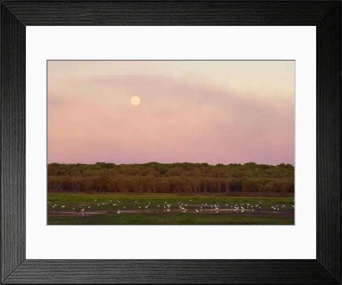 Framed Print : Egrets and full moon - evening scene at the wetlands at Fogg Dam. A hugh number of mostly Great egret forage in the very last evening light. The full moon has already risen and hazy clouds glow brightly red in the last sunrays of the day Framed Print : Egrets and full moon - evening scene at the wetlands at Fogg Dam. A hugh number of mostly Great egret forage in the very last evening light. The full moon has already risen and hazy clouds glow brightly red in the last sunrays of the day