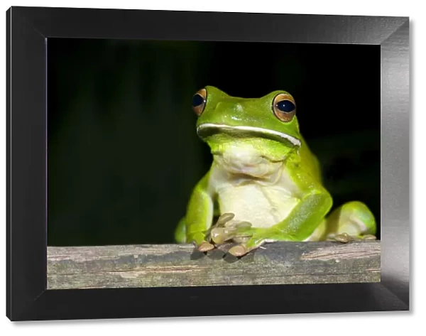 White-lipped Tree Frog - frontal view of an adult sitting on wood in tropical rainforest. In a funny gesture, it put its front feet on top of each other