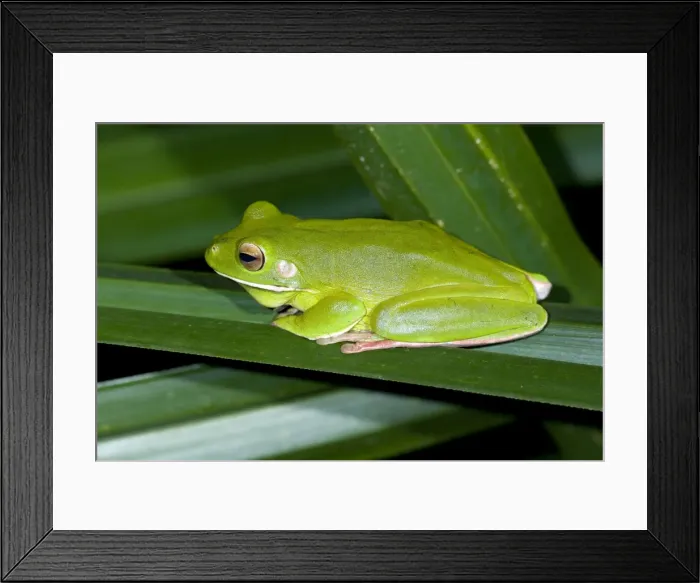 Framed Print : White-lipped Tree Frog - side view of an adult sitting on a kind of pandanus in dense tropical rainforest - Daintree National Park, Wet Tropics World Heritage Area, Queensland, Australia Framed Print : White-lipped Tree Frog - side view of an adult sitting on a kind of pandanus in dense tropical rainforest - Daintree National Park, Wet Tropics World Heritage Area, Queensland, Australia