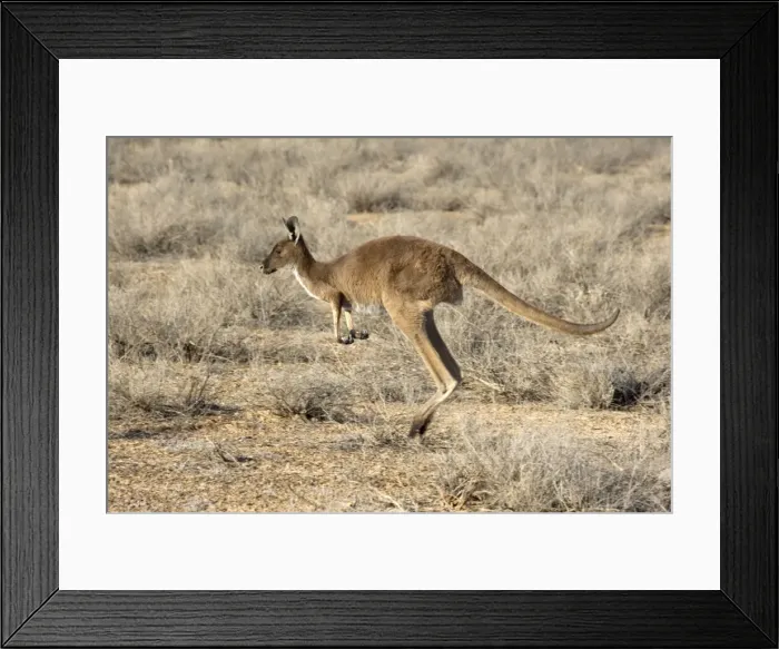 Framed Print : Western Grey Kangaroo - adult jumping through the desert - Mungo National Park, New South Wales, Australia Framed Print : Western Grey Kangaroo - adult jumping through the desert - Mungo National Park, New South Wales, Australia