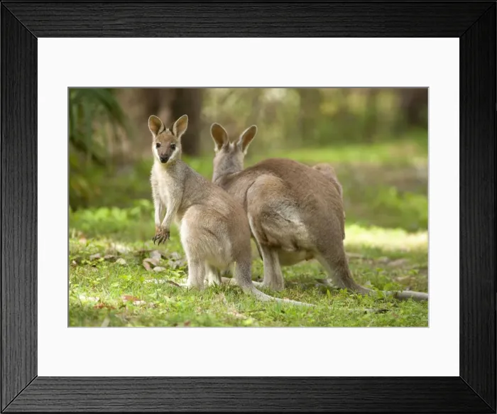 Framed Print : Whiptail Wallaby - adult female with already weaned young grazing on a grassy opening in the forest. The young one is looking directly into the camera - Canarvon Gorge National Park, Queensland, Australia Framed Print : Whiptail Wallaby - adult female with already weaned young grazing on a grassy opening in the forest. The young one is looking directly into the camera - Canarvon Gorge National Park, Queensland, Australia