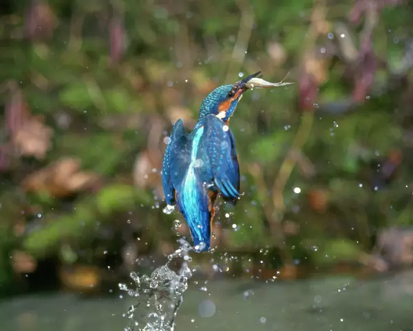 Kingfisher - leaving water with fish