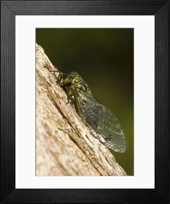 Framed Print : Captain Cook Cicada colourful cicada sitting at tree trunk chirping loudly Kaitoke Regional Park, Wellington District, North Island, New Zealand Framed Print : Captain Cook Cicada colourful cicada sitting at tree trunk chirping loudly Kaitoke Regional Park, Wellington District, North Island, New Zealand