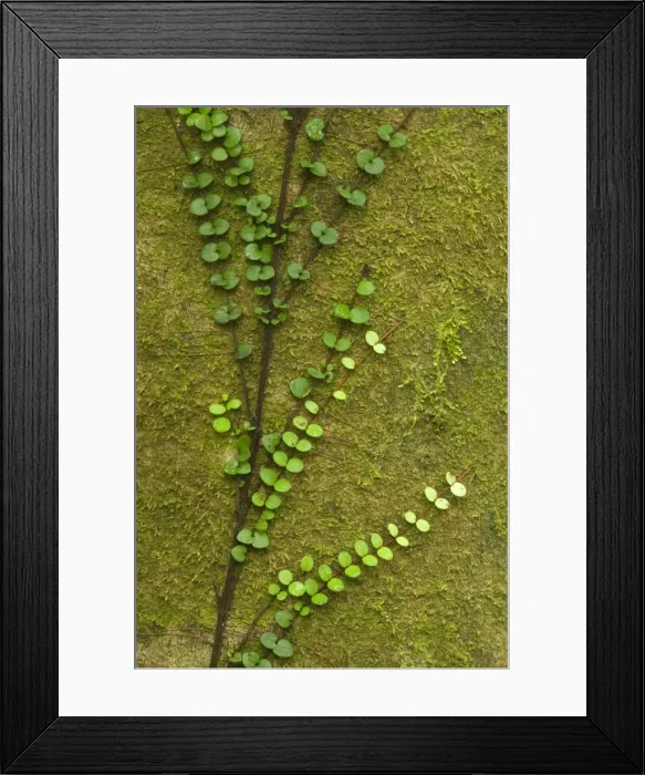 Framed Print : Climber - fragile climber clings to moss-covered tree in temperate rainforest Trounson Forest Park, Northland, North Island, New Zealand Framed Print : Climber - fragile climber clings to moss-covered tree in temperate rainforest Trounson Forest Park, Northland, North Island, New Zealand