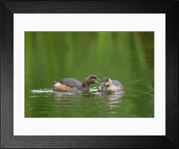 Framed Print : Australasian Grebe - two adult Australasian Grebe in breeding plumage communicate by talking to each other - Ellery Creek Big Hole, West MacDonnell National Park, Northern Territory, Australia Framed Print : Australasian Grebe - two adult Australasian Grebe in breeding plumage communicate by talking to each other - Ellery Creek Big Hole, West MacDonnell National Park, Northern Territory, Australia
