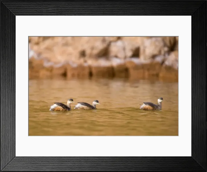 Framed Print : Australasian Grebe - three adults in breeding plumage swim on a permanent waterhole in a gorge in central Australia - Glen Helen Gorge, West MacDonnell National Park, Northern Territory, Australia Framed Print : Australasian Grebe - three adults in breeding plumage swim on a permanent waterhole in a gorge in central Australia - Glen Helen Gorge, West MacDonnell National Park, Northern Territory, Australia