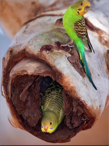 Budgerigar - adult sitting on a hollow eucalypt tree branch in which the nest with it's young ones is located. An almost fledged juvenile looks curiously out of the hole into the world - Western Australia, Australia