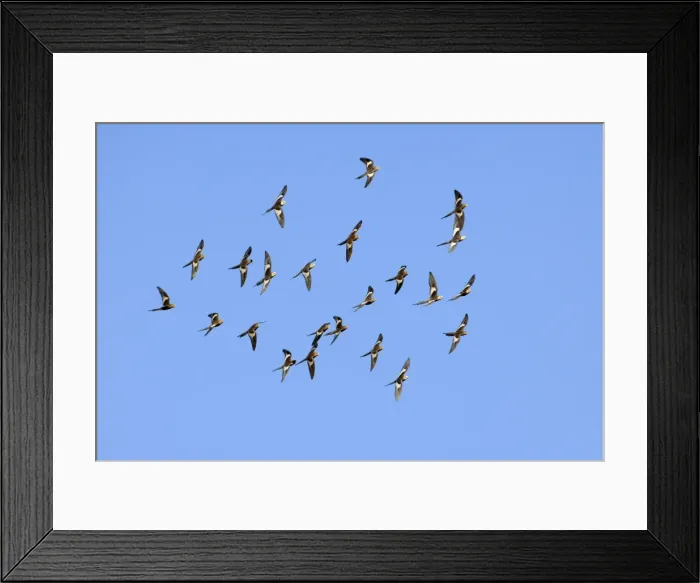 Framed Print : Cockatiel - flock of cockatiels flys above a waterhole in search for a tree to rest. This bird is now known from DNA work to be a small cockatoo - Western Australia, Australia Framed Print : Cockatiel - flock of cockatiels flys above a waterhole in search for a tree to rest. This bird is now known from DNA work to be a small cockatoo - Western Australia, Australia