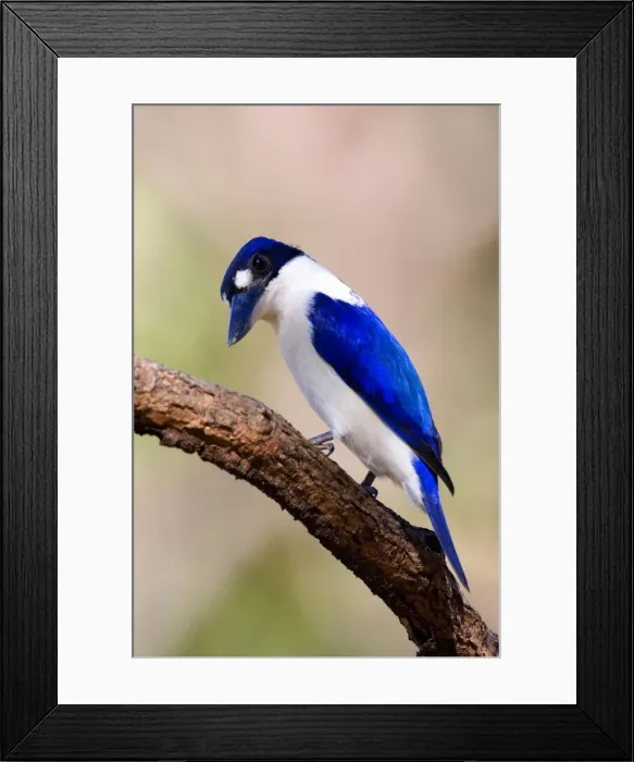 Framed Print : Forest Kingfisher - adult Forest Kingfisher sitting on a branch in a light forest looking out for prey - Northern Territory, Australia Framed Print : Forest Kingfisher - adult Forest Kingfisher sitting on a branch in a light forest looking out for prey - Northern Territory, Australia