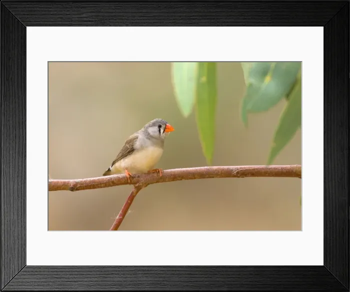 Framed Print : Zebra Finch - female adult sits on a branch near one of the permanent waterholes in arid central Australia - Ellery Creek Big Hole, West MacDonnell National Park, Northern Territory, Australia