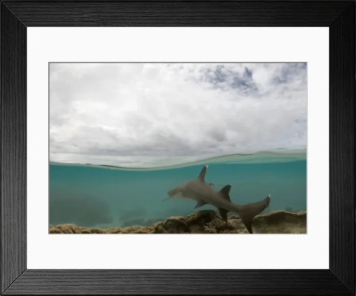 Framed Print : whitetip reef shark - half over and half under water image of an white tipped reef shark swimming over corals - Ningaloo Marine Park, Western Australia, Australia Framed Print : whitetip reef shark - half over and half under water image of an white tipped reef shark swimming over corals - Ningaloo Marine Park, Western Australia, Australia