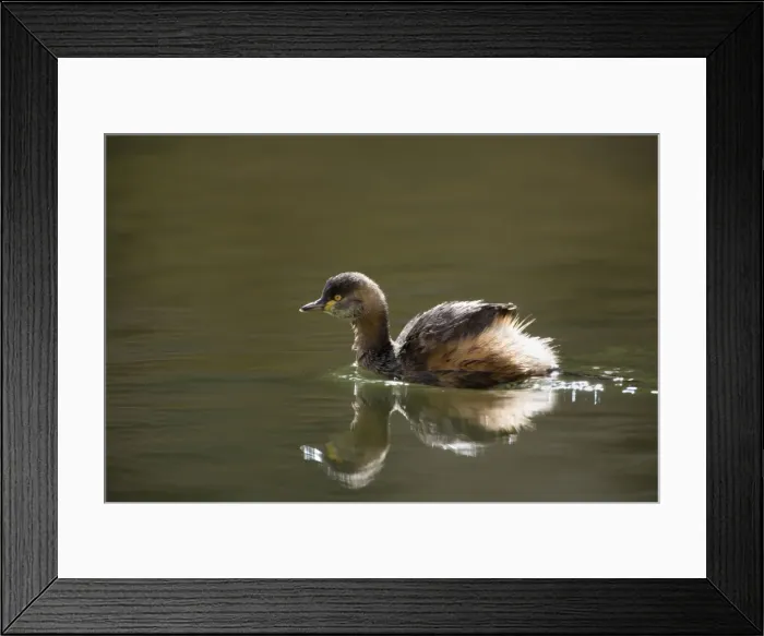 Framed Print : Australasian Grebe - adult in breeding plumage swims on a permanent waterhole in central Australia. The Grebe is backlighted, which illuminates its plumage nicely, and its body reflects on the water's surface - Ellery Creek Big Hole Framed Print : Australasian Grebe - adult in breeding plumage swims on a permanent waterhole in central Australia. The Grebe is backlighted, which illuminates its plumage nicely, and its body reflects on the water's surface - Ellery Creek Big Hole