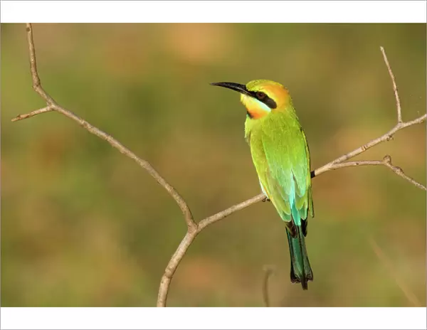 Rainbow Bee-eater - adult sitting on perch watching for insects to come by. This bird is one of Australias most colourful birds - Northern Territory, Australia