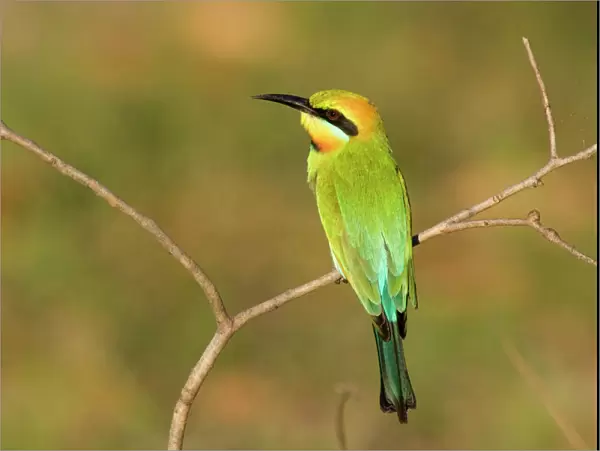 Rainbow Bee-eater - adult sitting on perch watching for insects to come by. This bird is one of Australias most colourful birds - Northern Territory, Australia