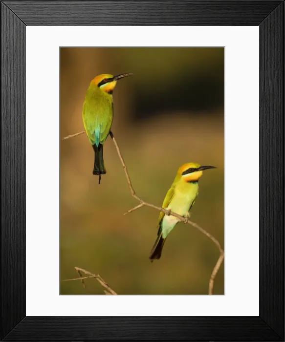 Framed Print : Rainbow Bee-eater - two adults sitting on perch watching for insects to come by. This bird is one of Australias most colourful birds - Northern Territory Framed Print : Rainbow Bee-eater - two adults sitting on perch watching for insects to come by. This bird is one of Australias most colourful birds - Northern Territory