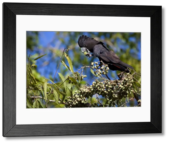 Framed Print : Red-tailed Black-Cockatoo - male adult Red-tailed Black-Cockatoos sitting on a gum tree feeding on eucalypt nuts. In a very human gesture this cockatoo has an eucalypt nut in one claw and holds it to its beak - Northern Territory, Australia Framed Print : Red-tailed Black-Cockatoo - male adult Red-tailed Black-Cockatoos sitting on a gum tree feeding on eucalypt nuts. In a very human gesture this cockatoo has an eucalypt nut in one claw and holds it to its beak - Northern Territory, Australia