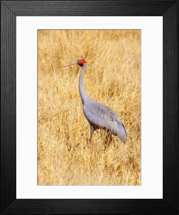 Framed Print : Brolga Crane - adult Brolga in dried-up grassland foraging - Western Australia, Australia Framed Print : Brolga Crane - adult Brolga in dried-up grassland foraging - Western Australia, Australia
