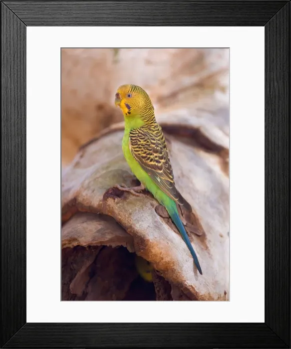 Framed Print : Budgerigar - side view of an adult sitting on a hollow eucalypt tree branch in which the nest with it's young ones is located - Western Australia, Australia Framed Print : Budgerigar - side view of an adult sitting on a hollow eucalypt tree branch in which the nest with it's young ones is located - Western Australia, Australia