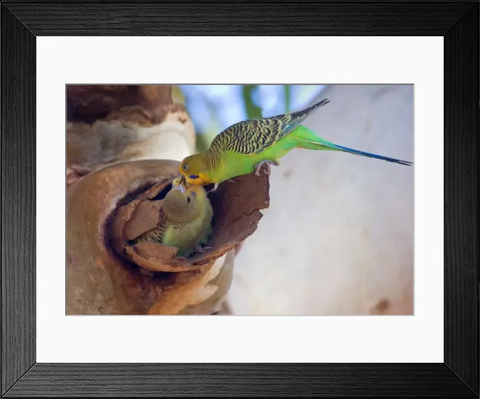 Framed Print : Budgerigar - adult feeds its almost fledged young which sits in a hollow branch of an eucalypt tree - Western Australia, Australia Framed Print : Budgerigar - adult feeds its almost fledged young which sits in a hollow branch of an eucalypt tree - Western Australia, Australia