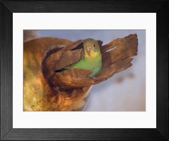 Framed Print : Budgerigar - almost fledged juvenile Budgerigar sitting in it's nest in a hollow eucalypt tree looking curiously in the world - Western Australia, Australia Framed Print : Budgerigar - almost fledged juvenile Budgerigar sitting in it's nest in a hollow eucalypt tree looking curiously in the world - Western Australia, Australia