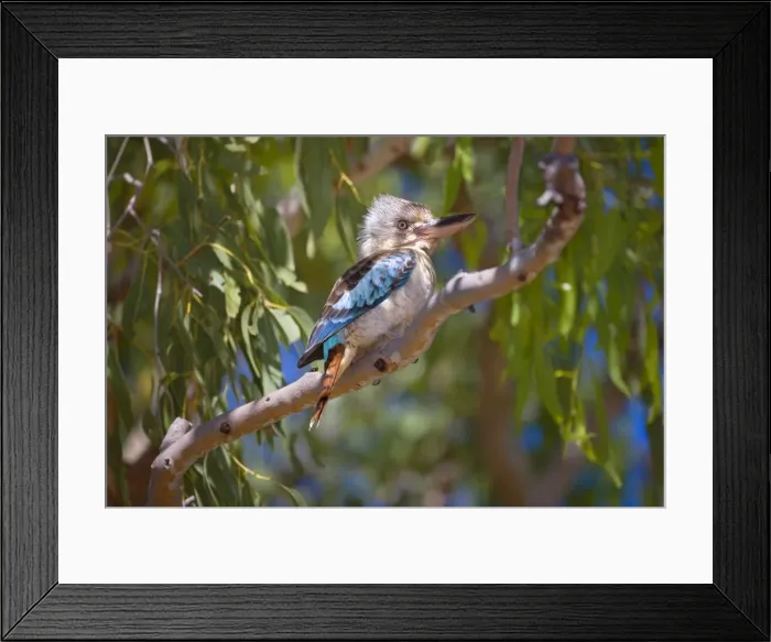 Framed Print : Blue-winged Kookaburra - female adult Blue-winged Kookaburra sitting on a gum tree looking out - Western Australia, Australia Framed Print : Blue-winged Kookaburra - female adult Blue-winged Kookaburra sitting on a gum tree looking out - Western Australia, Australia