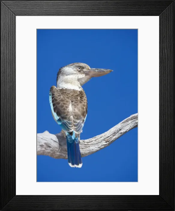 Framed Print : Blue-winged Kookaburra - male adult Blue-winged Kookaburra sitting on a dead tree branch looking out. While the male has a deep blue coloured tail, the female is distinguished by a rufous-brown one Framed Print : Blue-winged Kookaburra - male adult Blue-winged Kookaburra sitting on a dead tree branch looking out. While the male has a deep blue coloured tail, the female is distinguished by a rufous-brown one