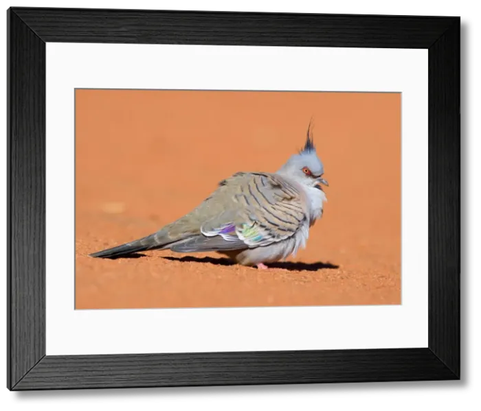 Framed Print : Crested Pigeon - lateral view of a crested pigeon sitting in red sand - Northern Territory, Australia Framed Print : Crested Pigeon - lateral view of a crested pigeon sitting in red sand - Northern Territory, Australia