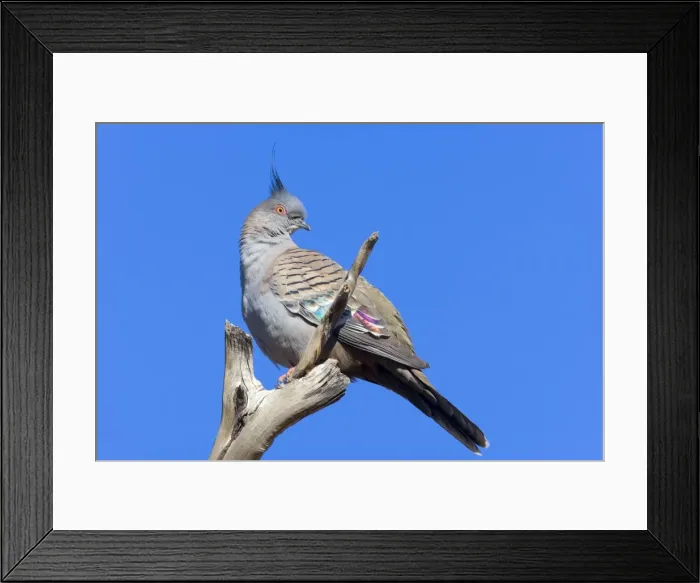 Framed Print : Crested Pigeon - adult pigeon sitting on a dead tree branch looking out - Western Australia, Australia Framed Print : Crested Pigeon - adult pigeon sitting on a dead tree branch looking out - Western Australia, Australia