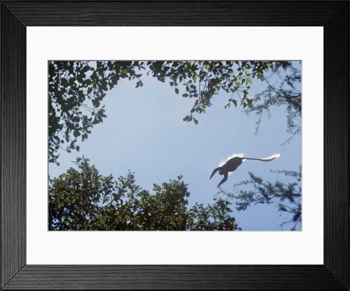 Framed Print : Guereza / Black & White Colobus / Magistrate Colobus Monkey - leaping across canopy. Ethiopia Framed Print : Guereza / Black & White Colobus / Magistrate Colobus Monkey - leaping across canopy. Ethiopia
