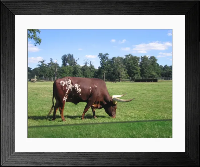Framed Print : Ankole Bull / Watussi - Grazing in field Framed Print : Ankole Bull / Watussi - Grazing in field