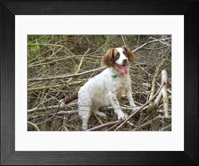 Framed Print : Springer Spaniel Dog - amongst brushwood Framed Print : Springer Spaniel Dog - amongst brushwood