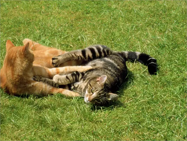 Ginger & Tabby Cats