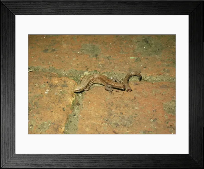 Framed Print : Common Lizard SG 4107 Lizard spontaneously sheds tail as defense mechanism Lacerta vivipara © ARDEA LONDON Framed Print : Common Lizard SG 4107 Lizard spontaneously sheds tail as defense mechanism Lacerta vivipara © ARDEA LONDON