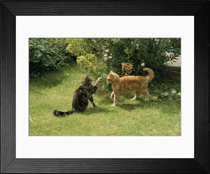 Framed Print : Ginger & Tabby Cats - friendly play Framed Print : Ginger & Tabby Cats - friendly play