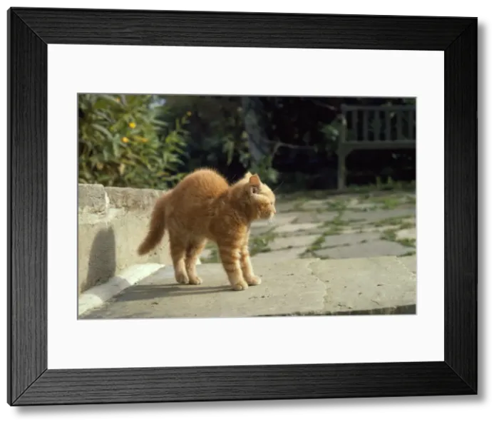 Framed Print : Cat - kitten in defensive pose facing dog