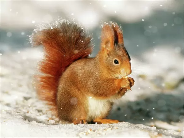 Red Squirrel Digital Manipulation: Frost & falling snow