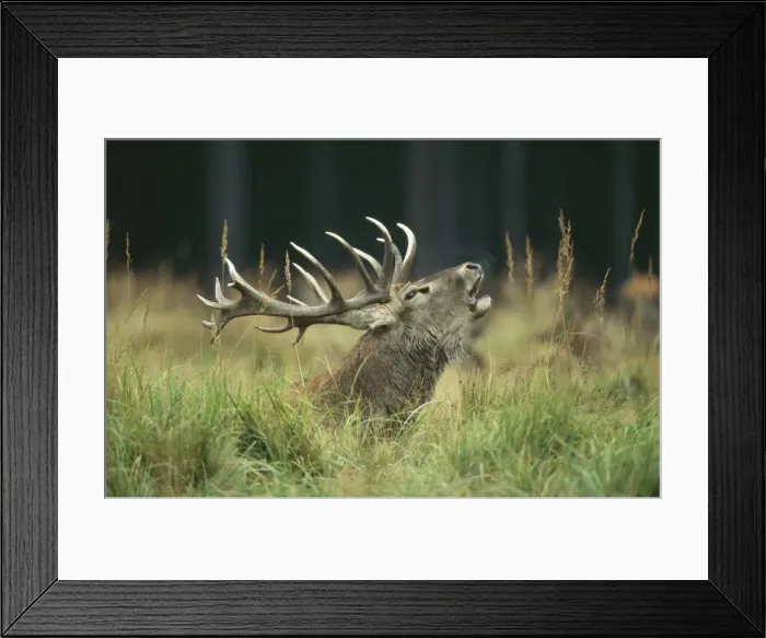 Framed Print : Red Deer SM 1233 Stag Roaring Cervus elaphus © Stefan Meyers / ARDEA LONDON Framed Print : Red Deer SM 1233 Stag Roaring Cervus elaphus © Stefan Meyers / ARDEA LONDON