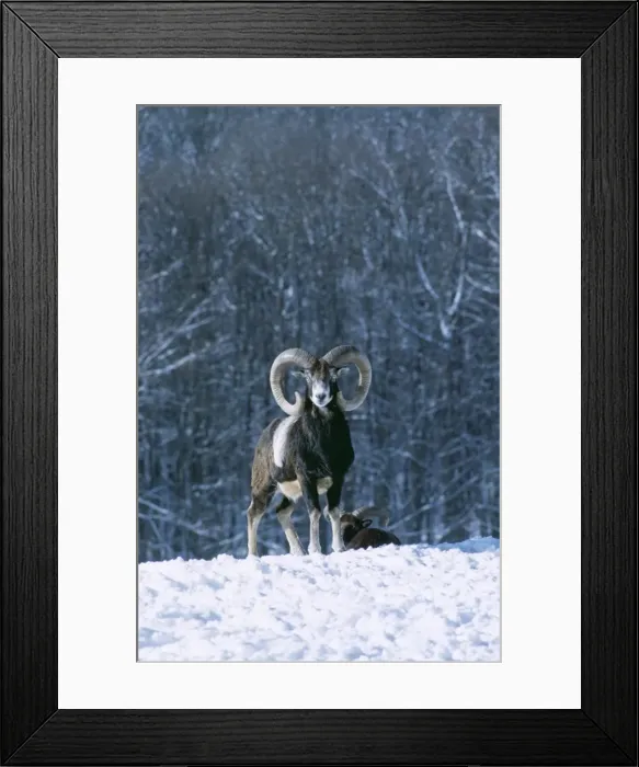 Framed Print : Mouflon SM 128 Ovis musimon © Stefan Meyers / ARDEA LONDON Framed Print : Mouflon SM 128 Ovis musimon © Stefan Meyers / ARDEA LONDON