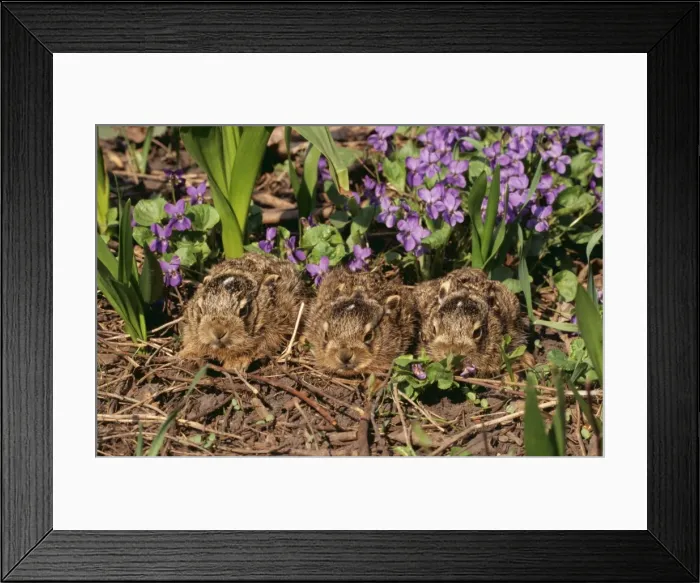 Framed Print : European Hares Young x 3 Lepus europaeus © Stefan Meyers / ARDEA LONDON Framed Print : European Hares Young x 3 Lepus europaeus © Stefan Meyers / ARDEA LONDON