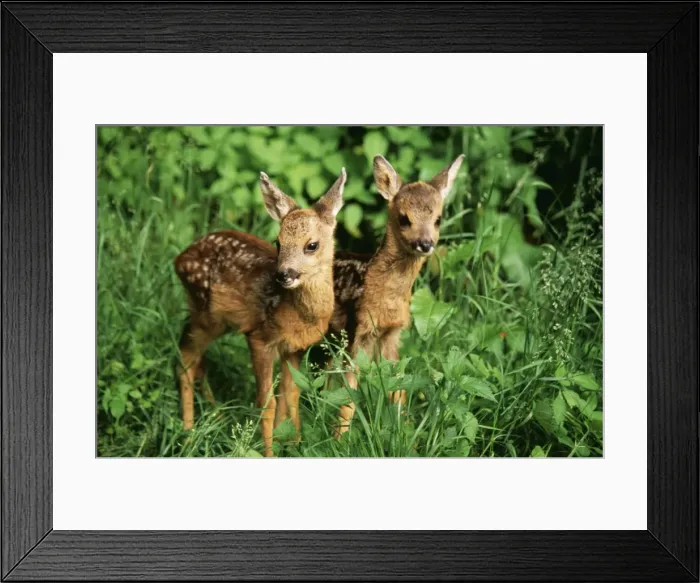 Framed Print : Roe Deer SM 1490 Young x 2 Capreolus capreolus © Stefan Meyers / ARDEA LONDON Framed Print : Roe Deer SM 1490 Young x 2 Capreolus capreolus © Stefan Meyers / ARDEA LONDON