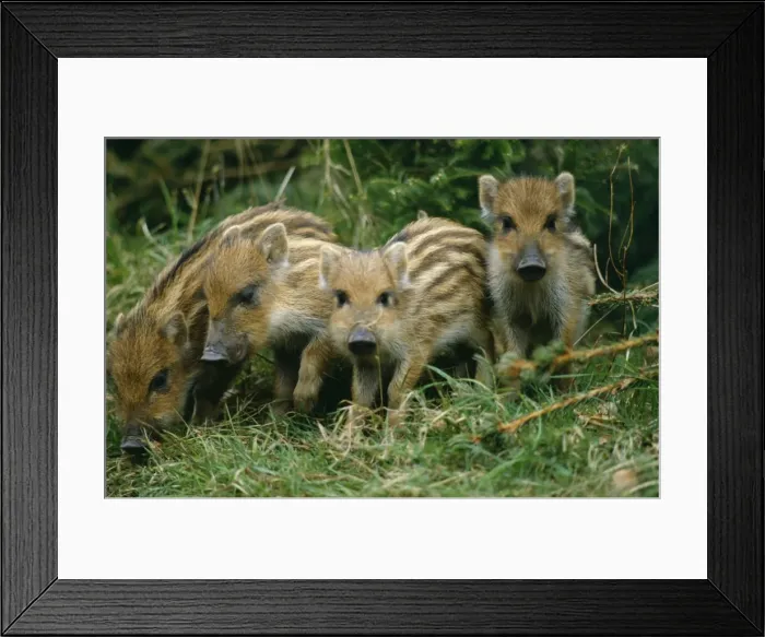 Framed Print : Wild Boar SM 151 x 4 Young Sus scrofa © Stefan Meyers / ARDEA LONDON Framed Print : Wild Boar SM 151 x 4 Young Sus scrofa © Stefan Meyers / ARDEA LONDON