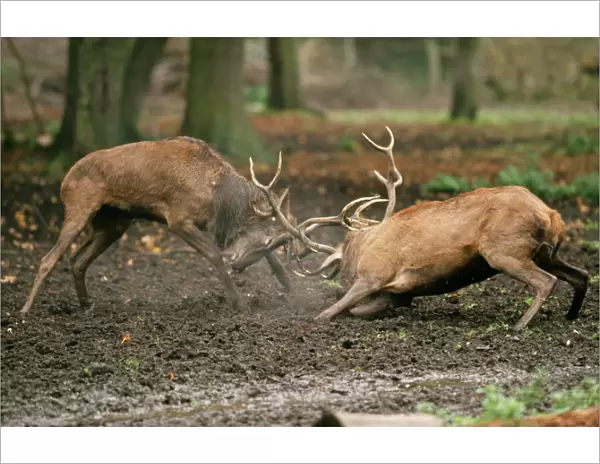 Red Deer SM 1511 Fighting Cervus elaphus © Stefan Meyers  /  ARDEA LONDON