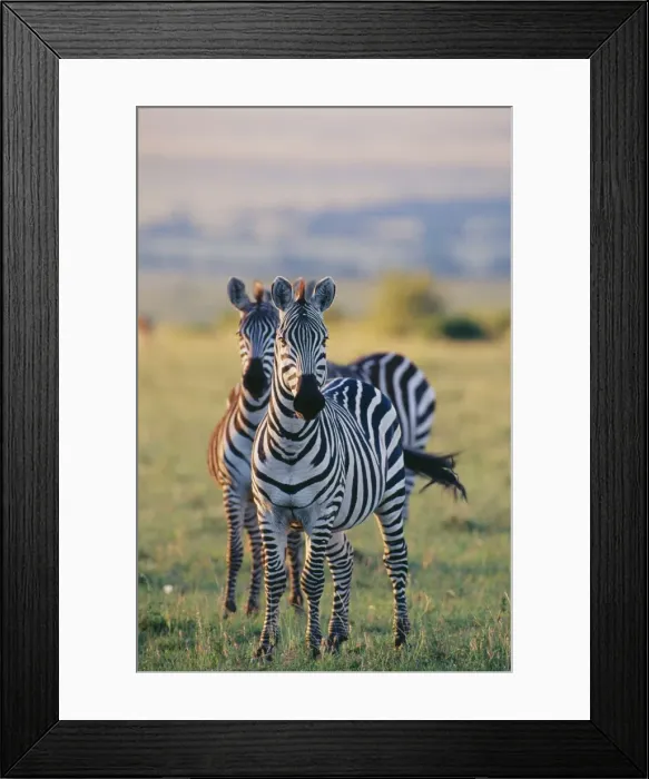 Framed Print : Bohm's Zebra SM 1524 Kenya Africa Equus quagga bohmi © Stefan Meyers / ARDEA LONDON Framed Print : Bohm's Zebra SM 1524 Kenya Africa Equus quagga bohmi © Stefan Meyers / ARDEA LONDON